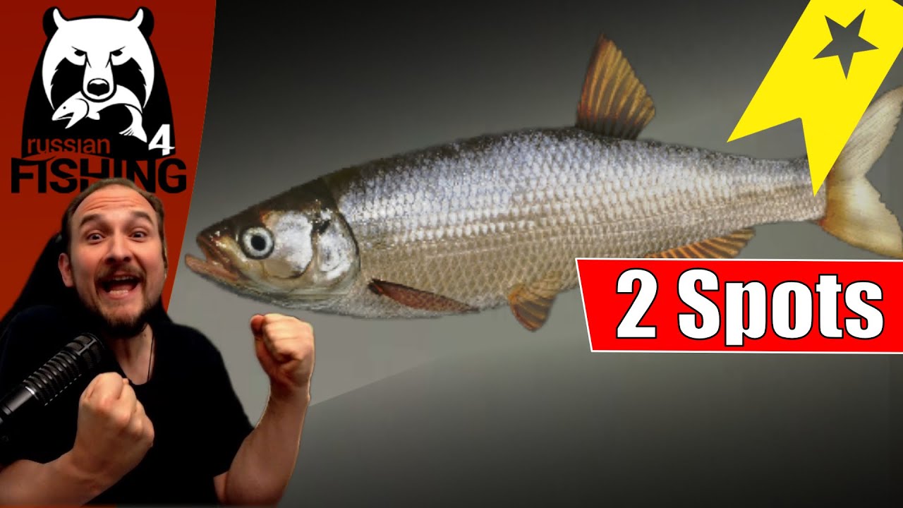 Russian Fishing 4 - Donez - 2 Spots UL Stippe