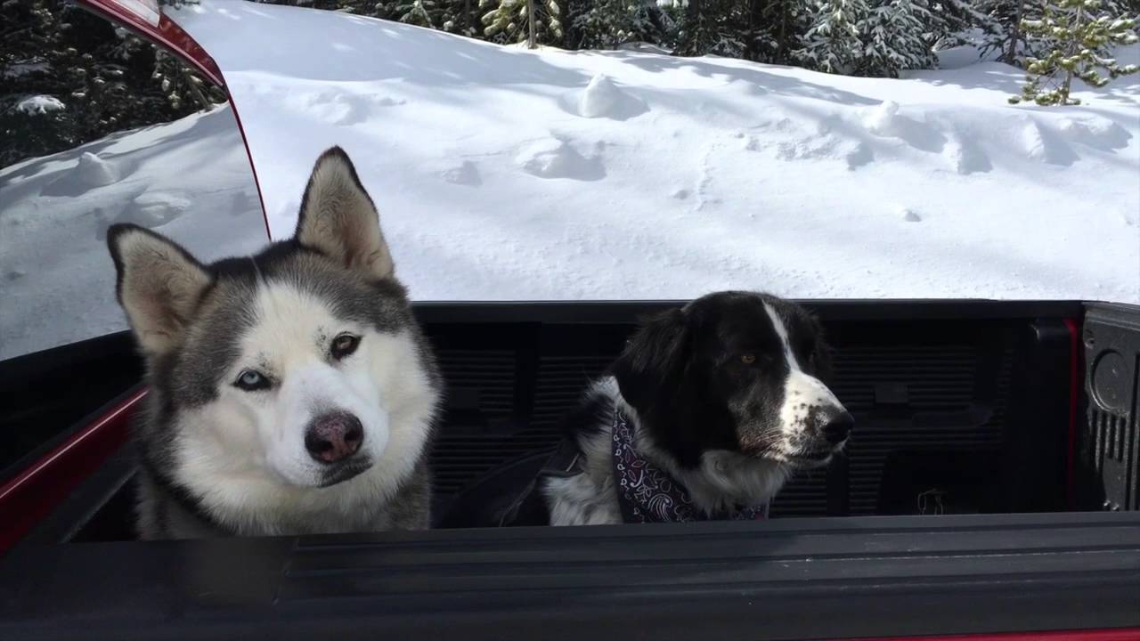 Snowshoeing with Bella and Stanley
