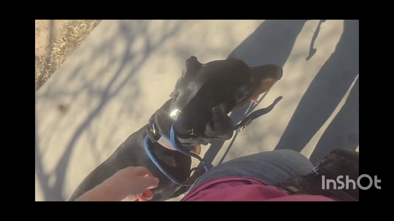 Apollo Goes to the Park! - Off Leash K9 Tucson 