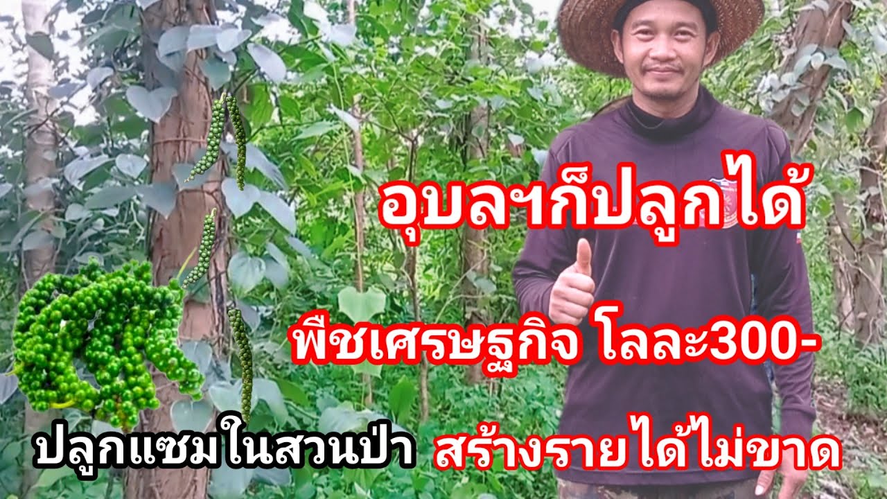 สุดยอดคนปลูกป่า กับไอเดียปลูกพริกไทยพันธุ์ดีเกาะต้นไม้ แถมได้กินเห็ด ฟืนและถ่านไม่มีวันหมด