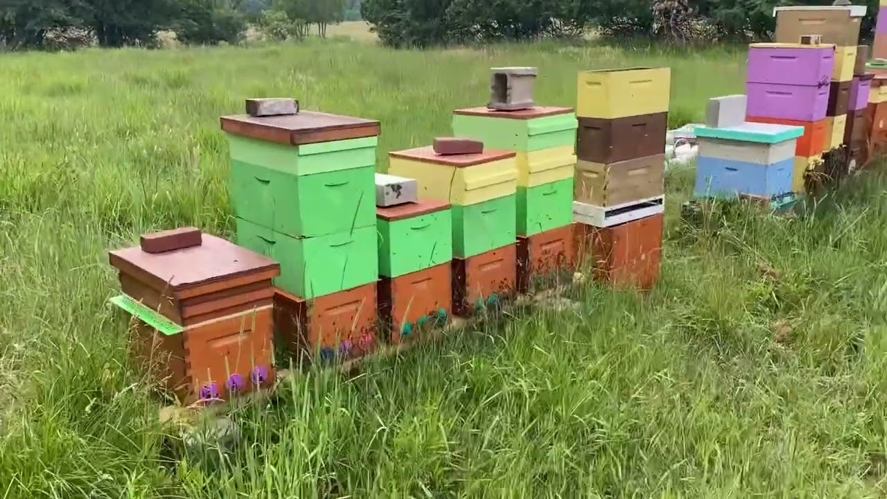 Double Swarm Day!