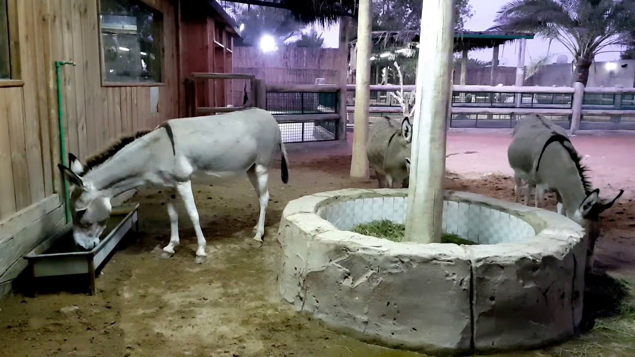Donkeys Have Incredible Memory.