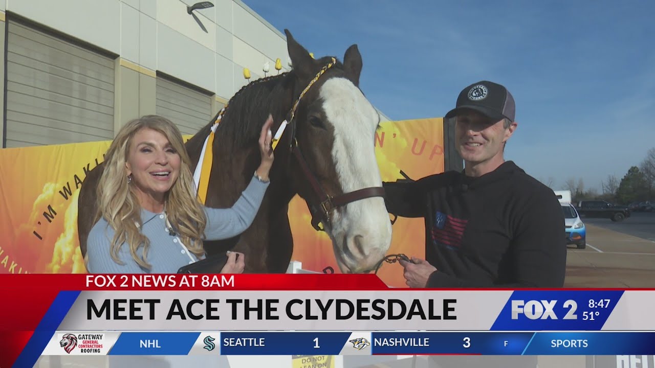 Meet 'Ace' the Clydesdale