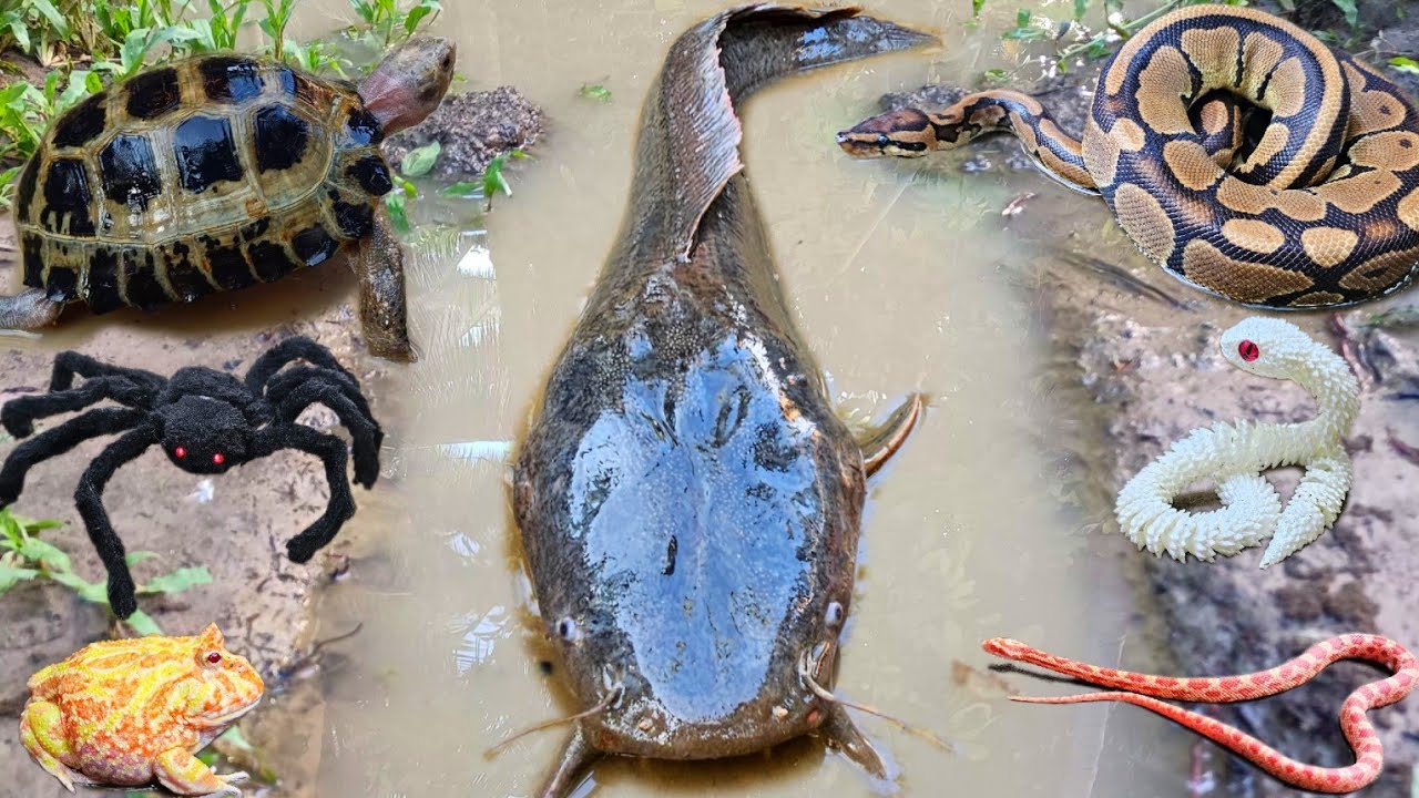 Wow amazing! Tangkap ikan lele jumbo dalam lubang, ikan hias, ikan gabus, belut, katak, kura kura