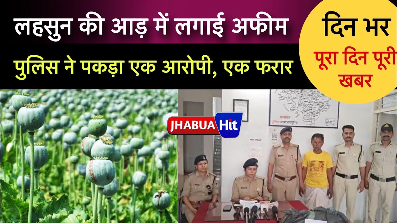 पुलिस ने लहसुन के खेत में से जब्त किए अफीम के पौधे, देखिए महत्वपूर्ण खबरों के साथ झाबुआ हिट बुलेटिन