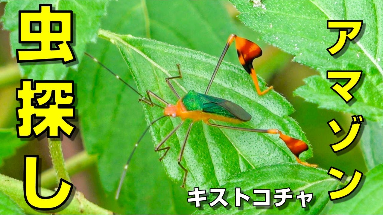 キストコチャでのんびり自然観察｜ハキリアリとぬるま湯の湖