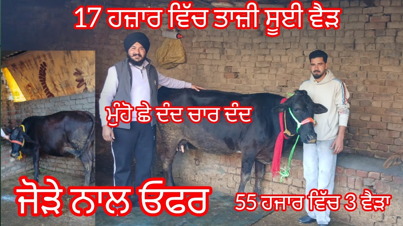 ਓਫਰਾਂ ਓਫਰਾਂ ਓਫਰਾਂ ਤਿੰਨ ਵੈੜਾ ਮੁੱਲ 17 ਹਜ਼ਾਰ 22 ਹਜ਼ਾਰ 22 ਹਜ਼ਾਰ 55 ਹਜਾਰ ਵਿੱਚ ਤਿੰਨੇ‌ /cow for sale 