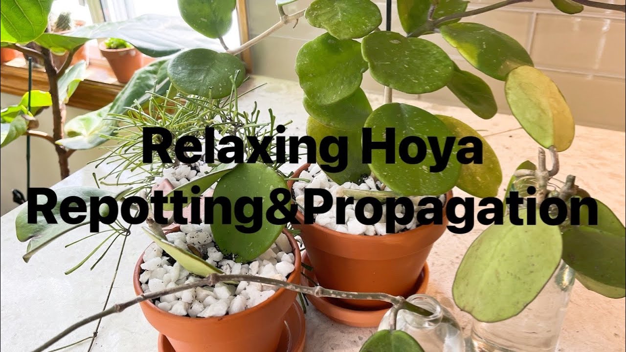球兰换盆及扦插 Relaxing Hoya Repotting&Propagation