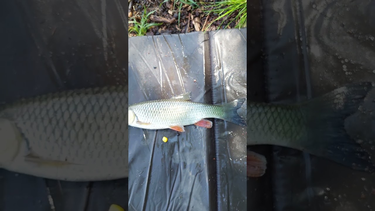 JELEC TLOUST