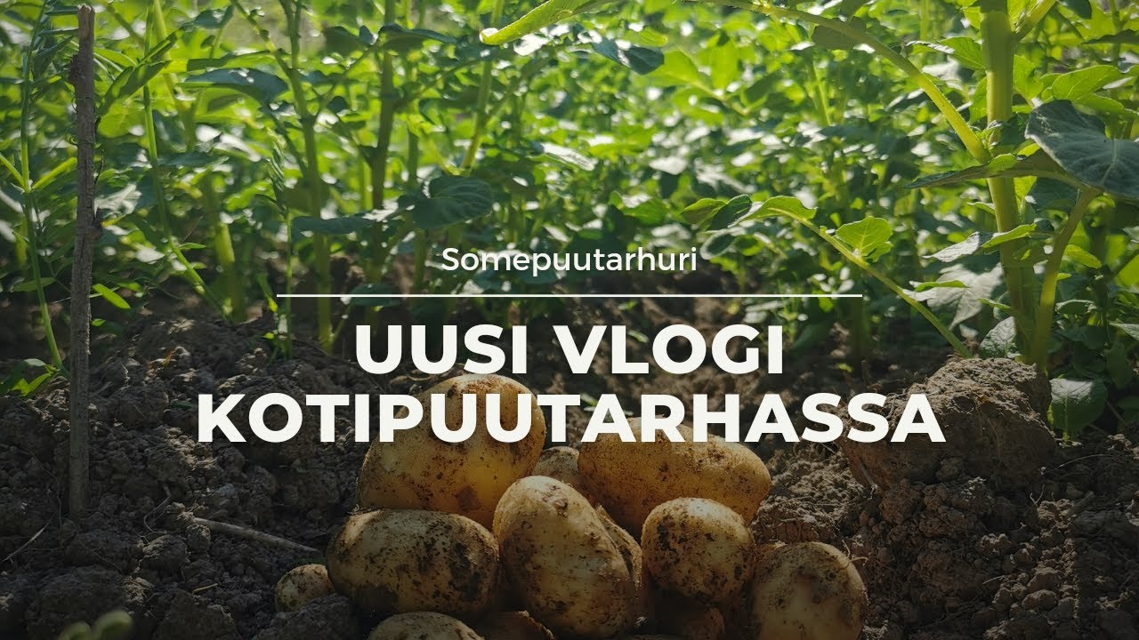 Somepuutarhuri: uusi vlogi Kotipuutarhassa!