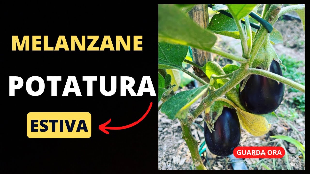 Potatura rigenerante delle melanzane