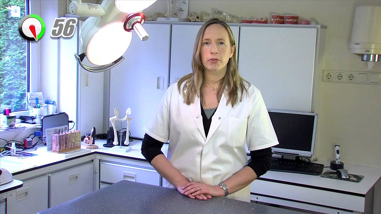 Leucose | Katten | 100 Seconden Dierenarts