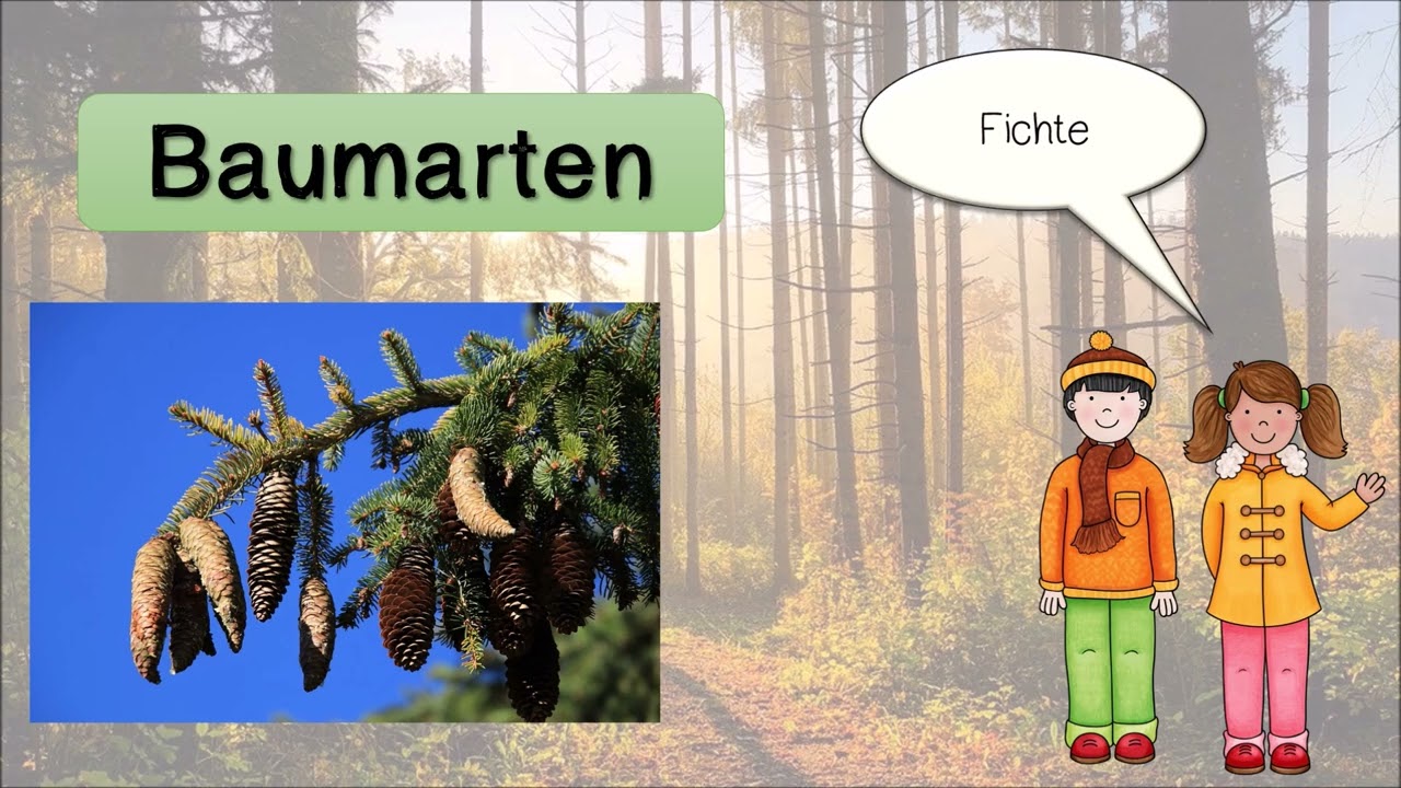 Erklärvideo Wald Teil 1 - Nadelbäume