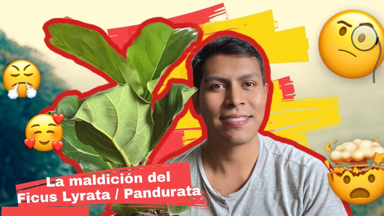La maldición del Ficus Lyrata/ Pandurata 😭🥰