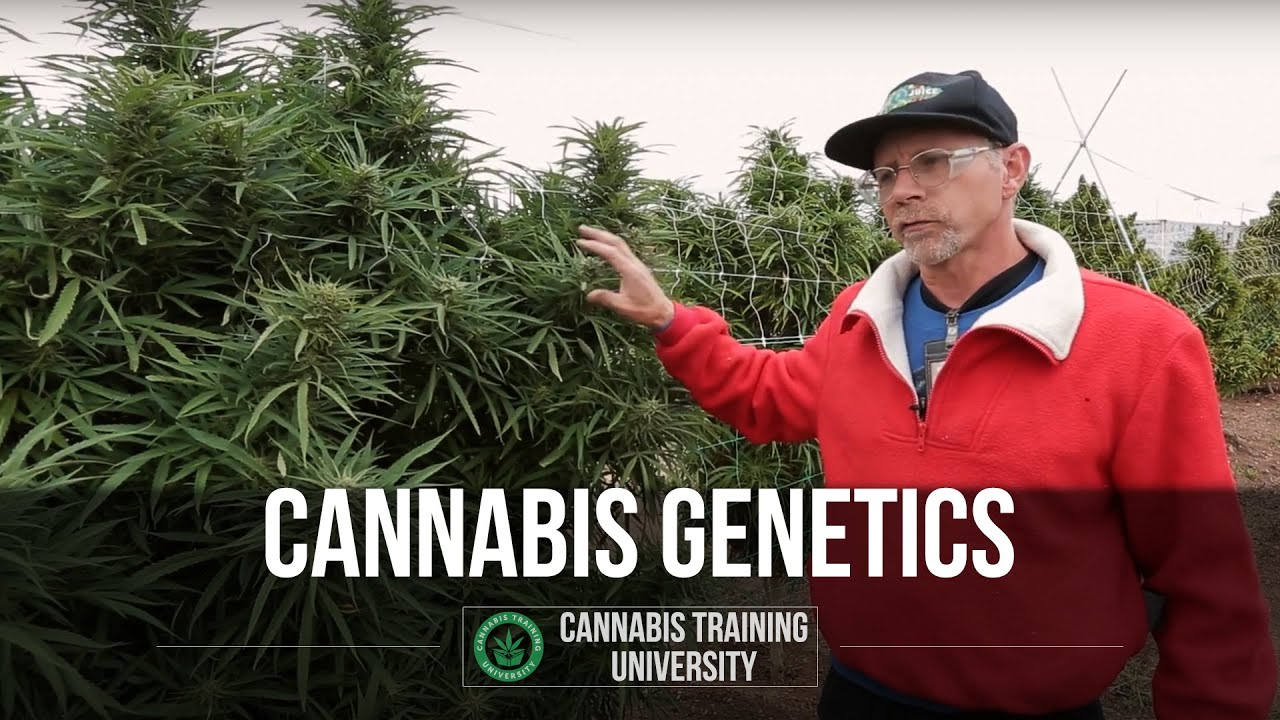 Cannabis Genetics -  The Genetics of Cannabis Breeds - Cannabis Training University