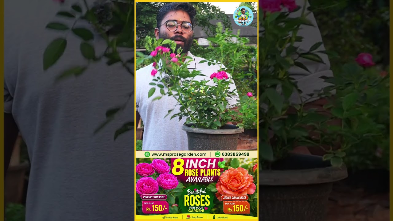 8 inch Rose Mother Plants Rs.150/- #gardening #offer #rosemother #terracegarden #tamil