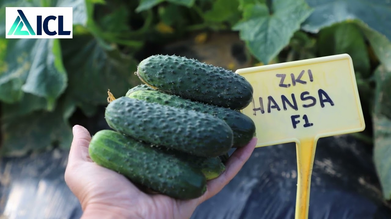 Nawożenie ogórków podczas intensywnego plonowania - zalecenia Andrzeja Miąsko, ICL [31.07.2023]