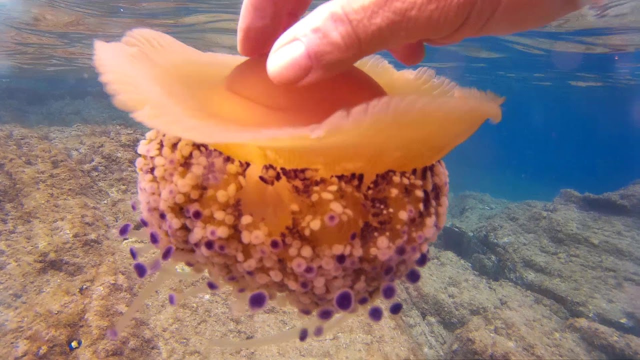 meduse omelette , Cotylorhiza Tuberculata or fried egg jellyfish
