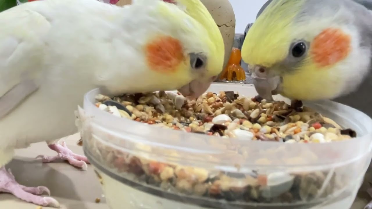 The Secret to Happy, Healthy Parrots: Unveiling the Best Foods