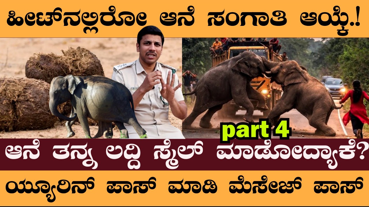 Part 4- ಹೀಟ್‌ನಲ್ಲಿರೋ ಆನೆ ಸಂಗಾತಿ ಆಯ್ಕೆ.!ಆನೆ ತನ್ನ ಲದ್ದಿ ಸ್ಮೆಲ್‌ ಮಾಡೋದ್ಯಾಕೆ - Elaphant  #naveenrawath