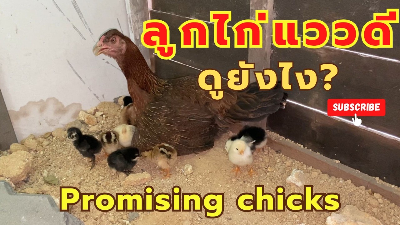 วิธีดูลูกไก่เก่ง ตัวไหน ไก่เก่ง ตั้งแต่ยังเล็ก  ดูอย่างไร    EP.392 Baby Chicks