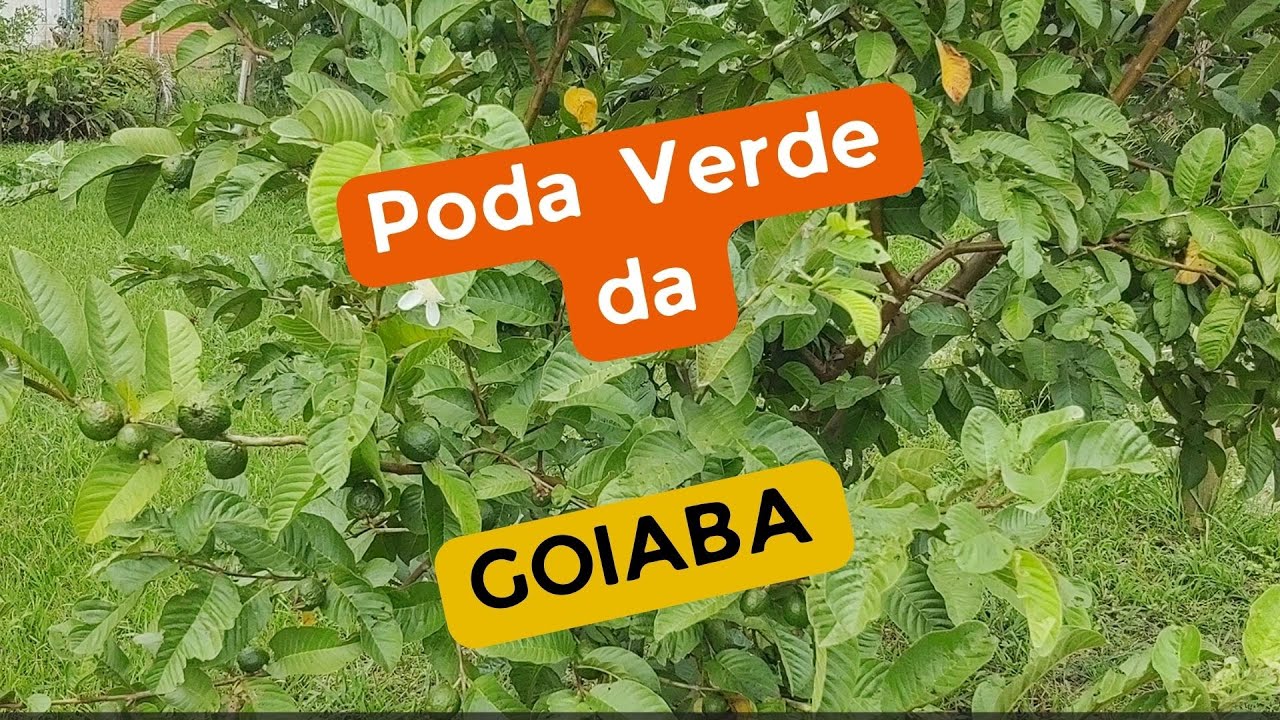 Goiaba: Como MELHORAR  a PRODUÇÃO.
