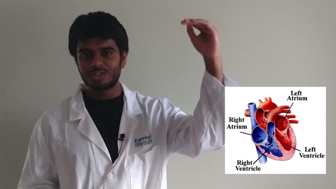 DIY Stethoscope - Biology of the Heart