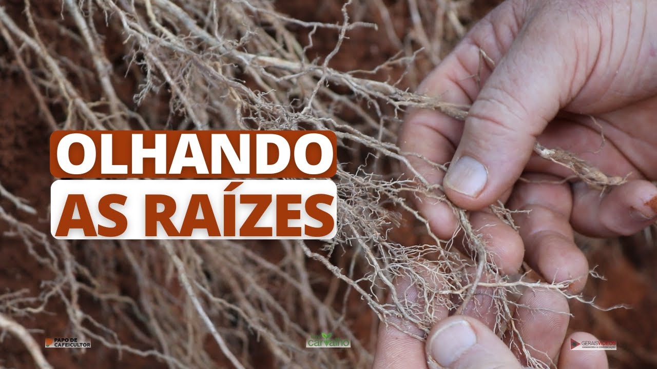 Olhando as raízes do pé de café