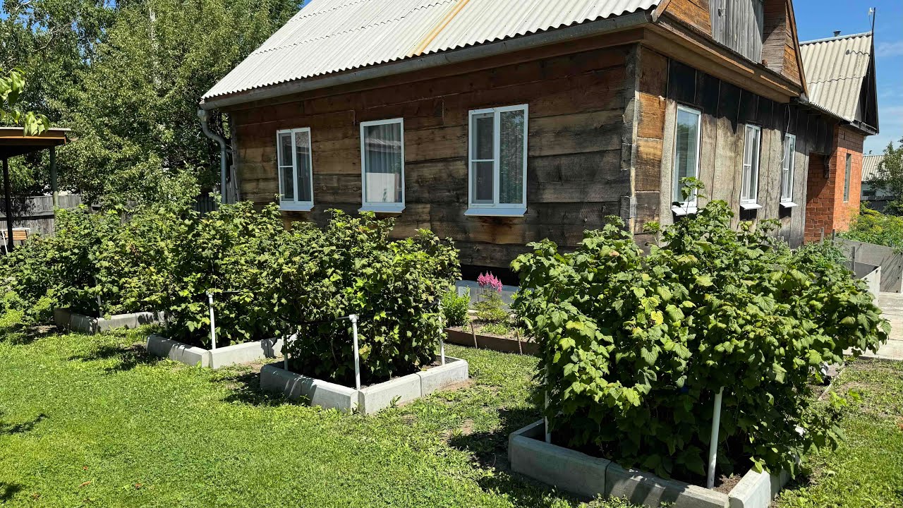 СОСЕДИ больше нас НЕ ТОПЯТ👍ОПОРЫ для СМОРОДИНЫ и моя оцека об этом👍деревенская жизнь