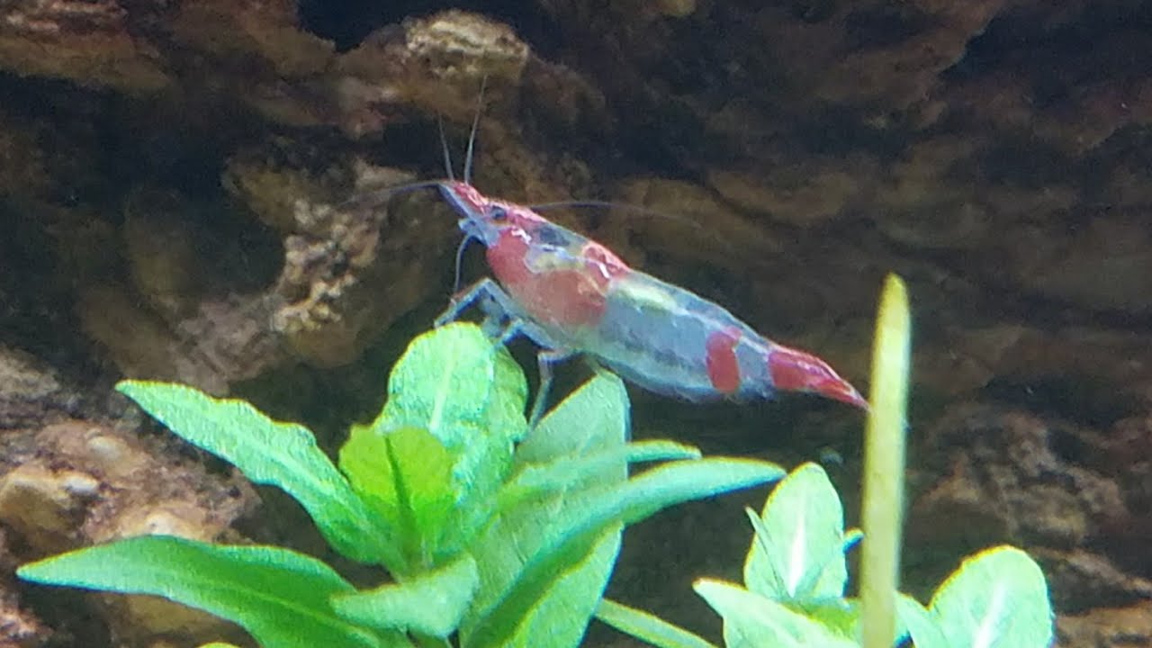 How Shrimp Change Colors - How Neocaridina & Red Cherry Shrimp Can Come in So Many Vivid Colors?