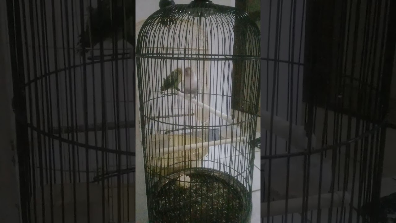 Reaksi pakan bluejr lovebird jadi konslet