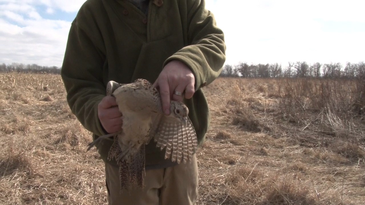 Building a Bird Cylinder Course - Hunting Dog Training