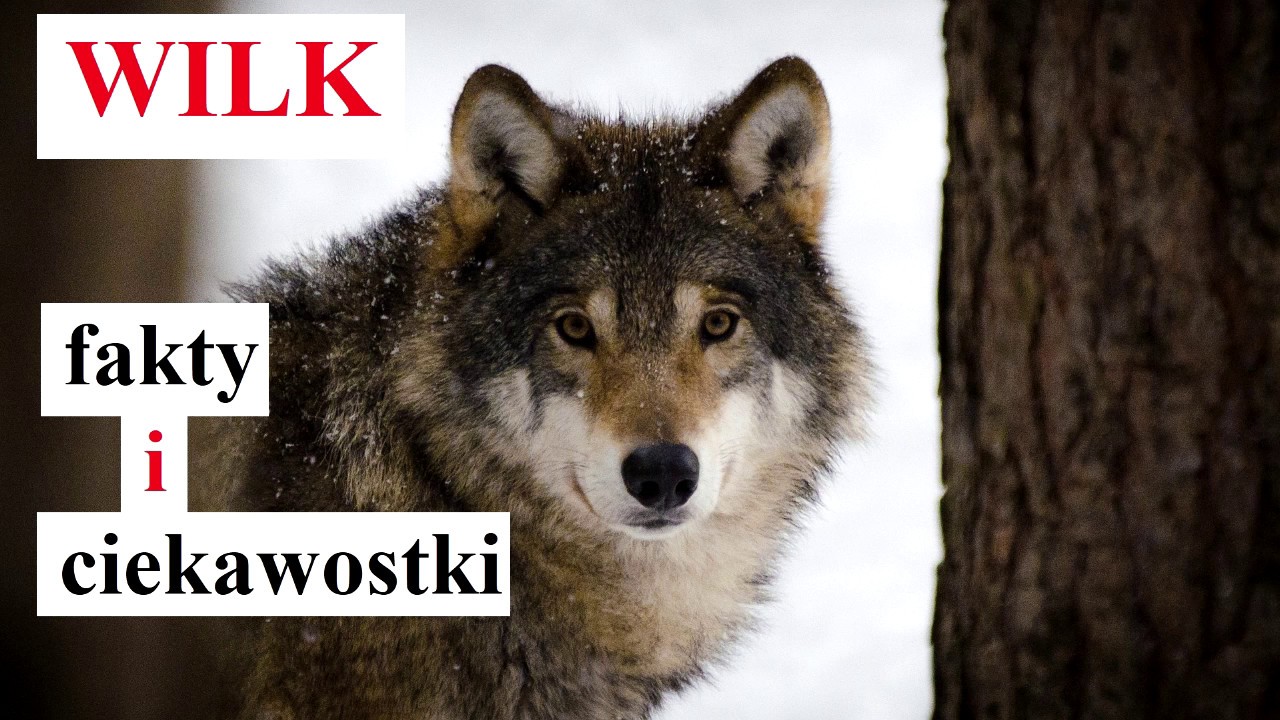 WILKI - fakty i ciekawostki