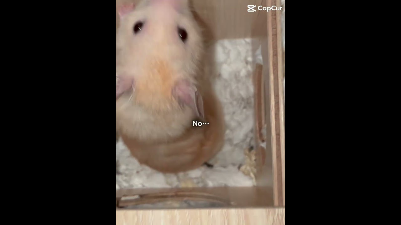 August 19, 2025 #hamster #lifeisbutadream #august19 #pets #funny