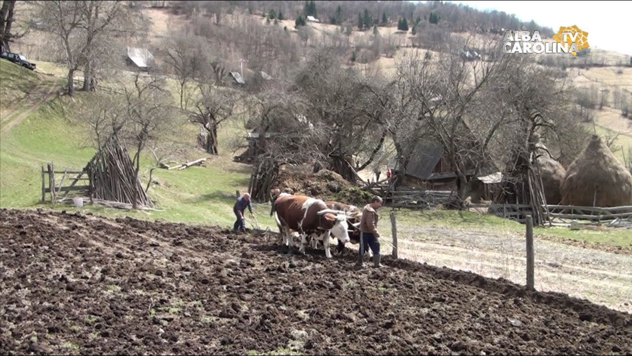 Asta - i viața de la munte.  Aratul cu boii!