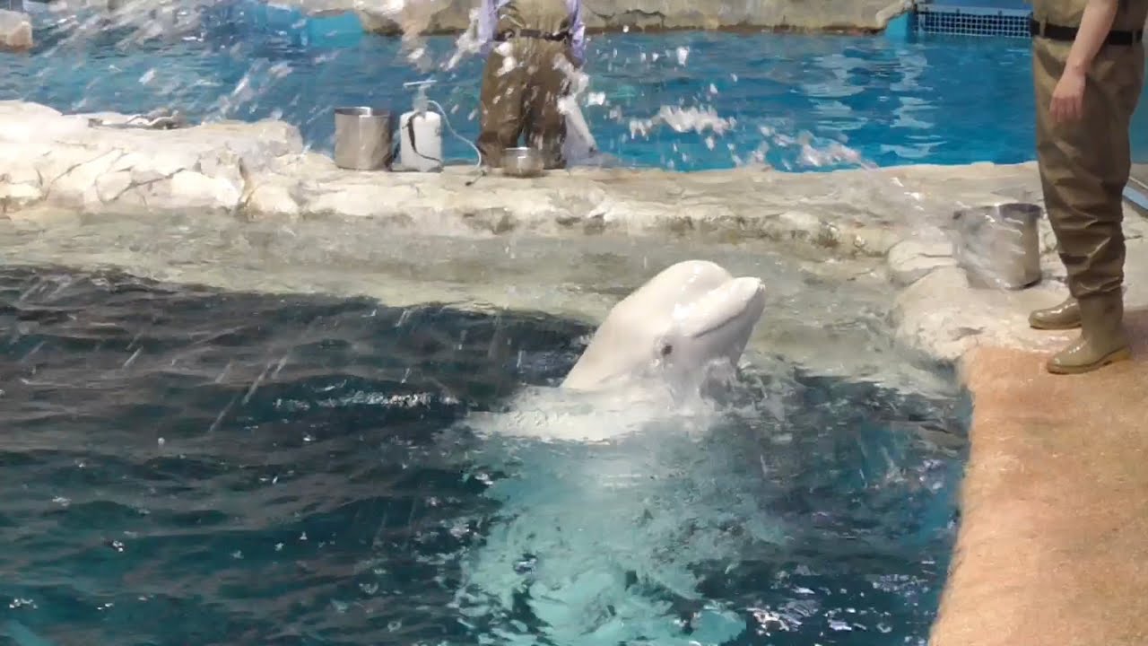 ベルーガ　トレーニングの様子です　【名古屋港水族館】
