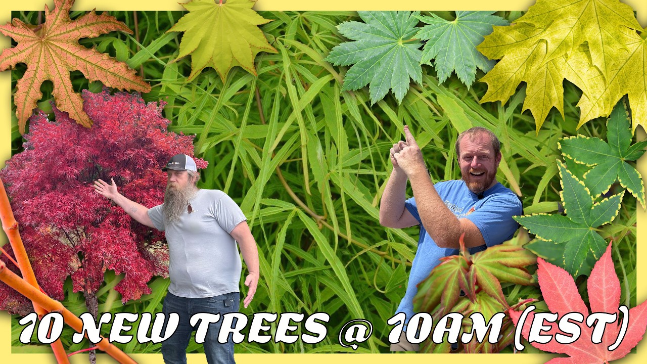 10@10 Sale Rare & Colorful Japanese Maples Conifers | Limited 2025 Drops