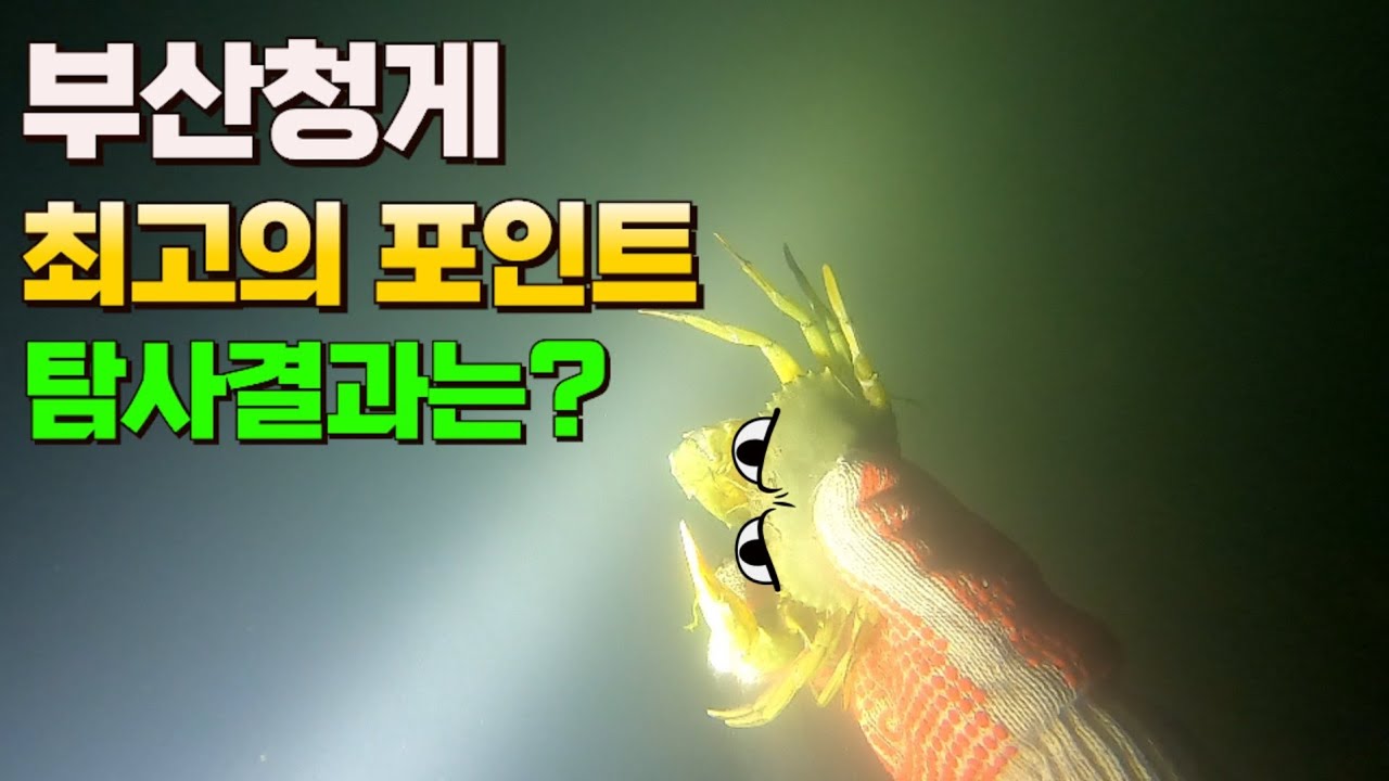 우와~~부산청게포인트에 청게🦀랑 대하🦐가 드글드글하네요! 올해 청게 시즌은 대박일듯 합니다! 스킨해루질