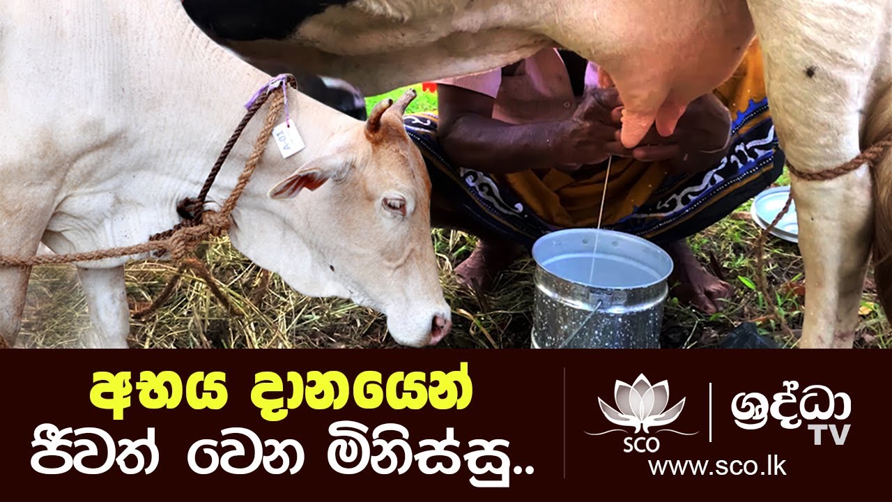 අභය දානයෙන් ජීවත් වෙන මිනිස්සු | Shraddha Abhaya Dana