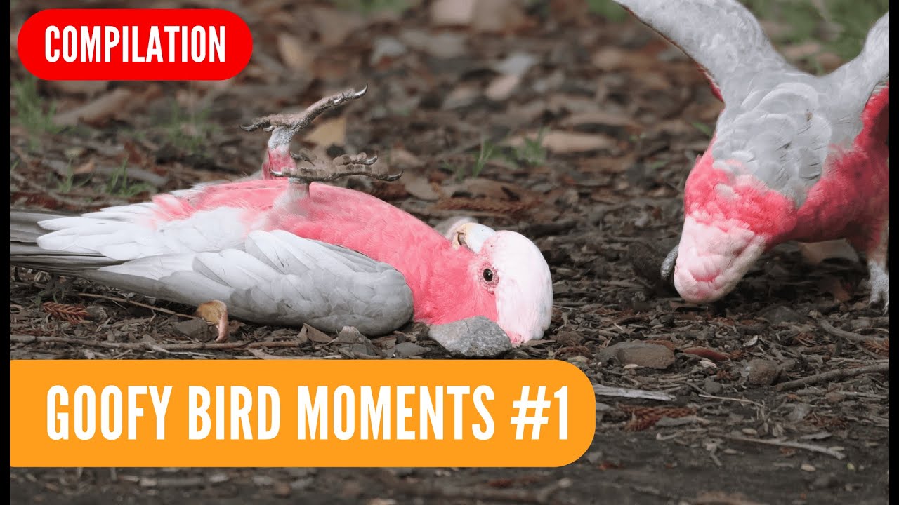 These birds just can't stop goofing around!🦜✨: Cockatoos, Galahs and Corellas