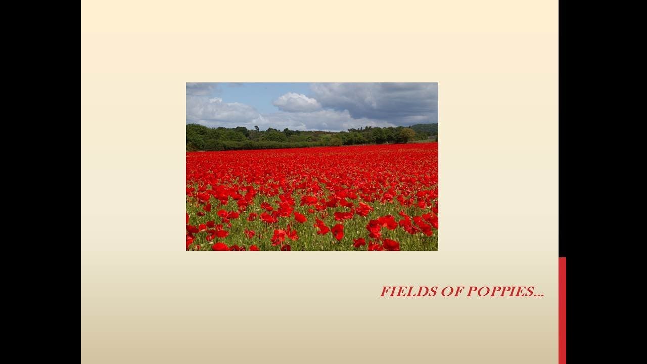 Remembrance Song: Fields of poppies