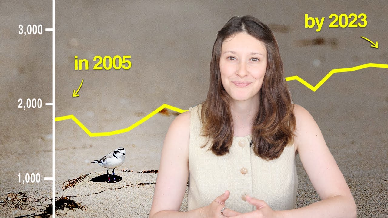 Why it’s taken decades to help this tiny threatened Bay Area bird