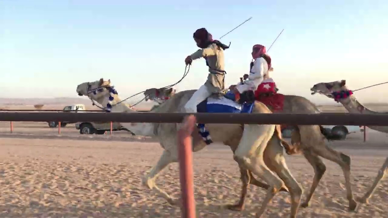 الشوط الماراثوني - الذيب  للسيد ابراهيم بن عويض الوابصي