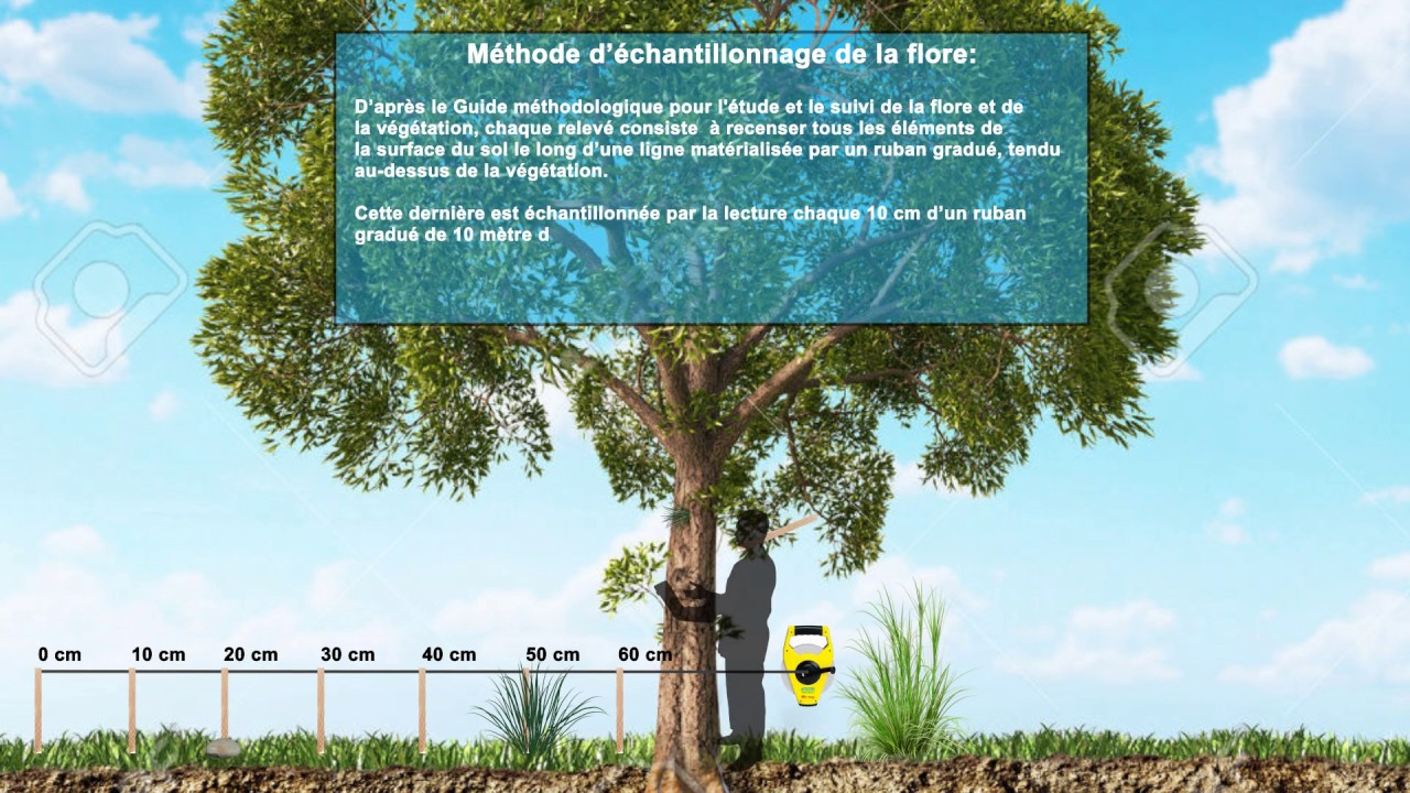 soutenance Inventaire de la Faune et de la Flore d'une plantation d'Atriplex canescens