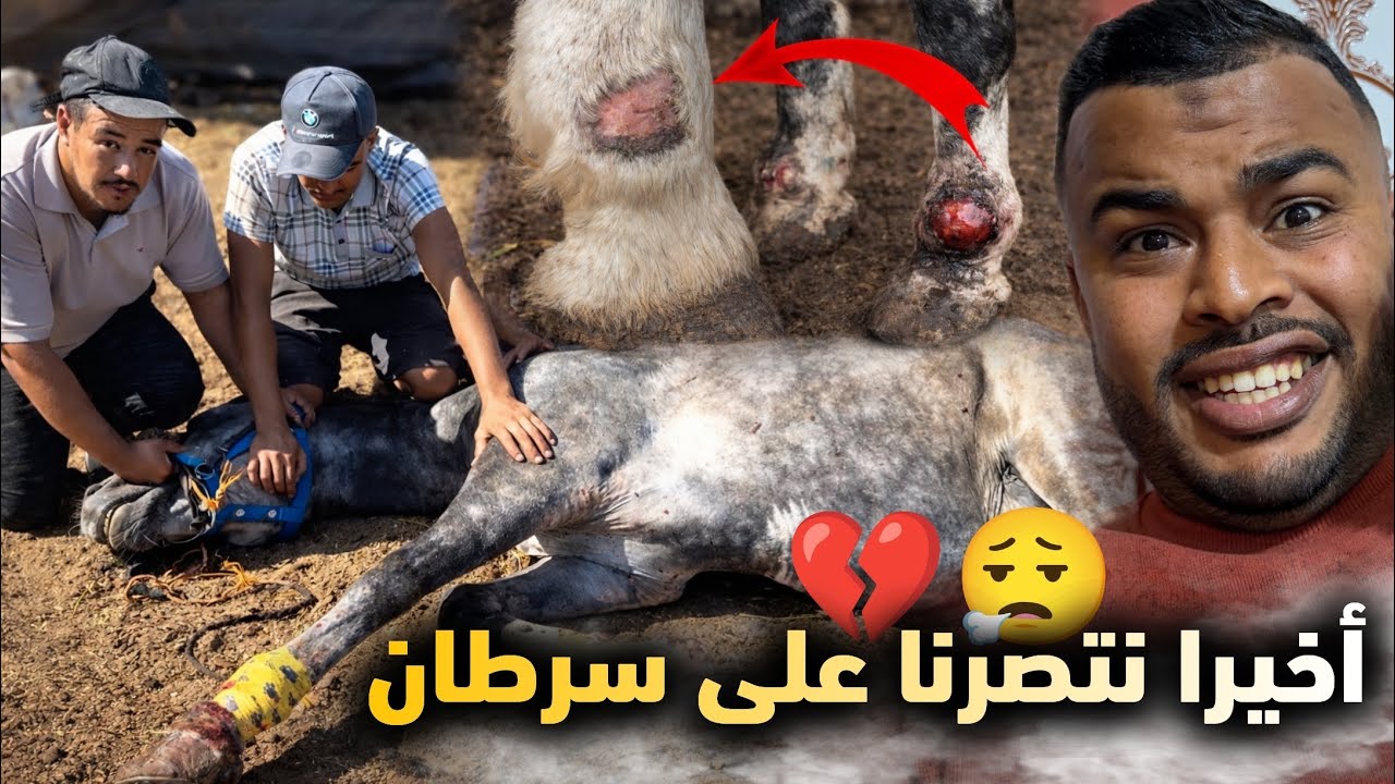 ‼️ قالوا مستحيل يتشافى هذ الحـصـان💔😢… بعد 7 أشهر من المعاناة مع ســرطان هذي هي النتيجة 👌..