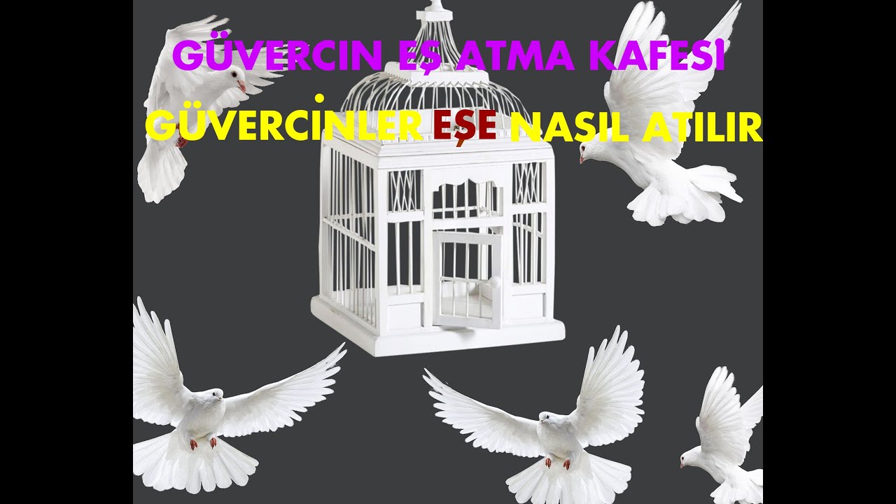 Güvercinler Nasıl Eşe Atılır /Kuş Eş Atma Nasıl Yapılır/Güvercin Eşe Atma/Güvercin Eş Yapma