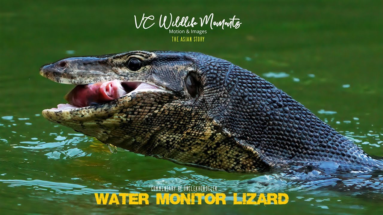 Asian Water Monitor Lizards