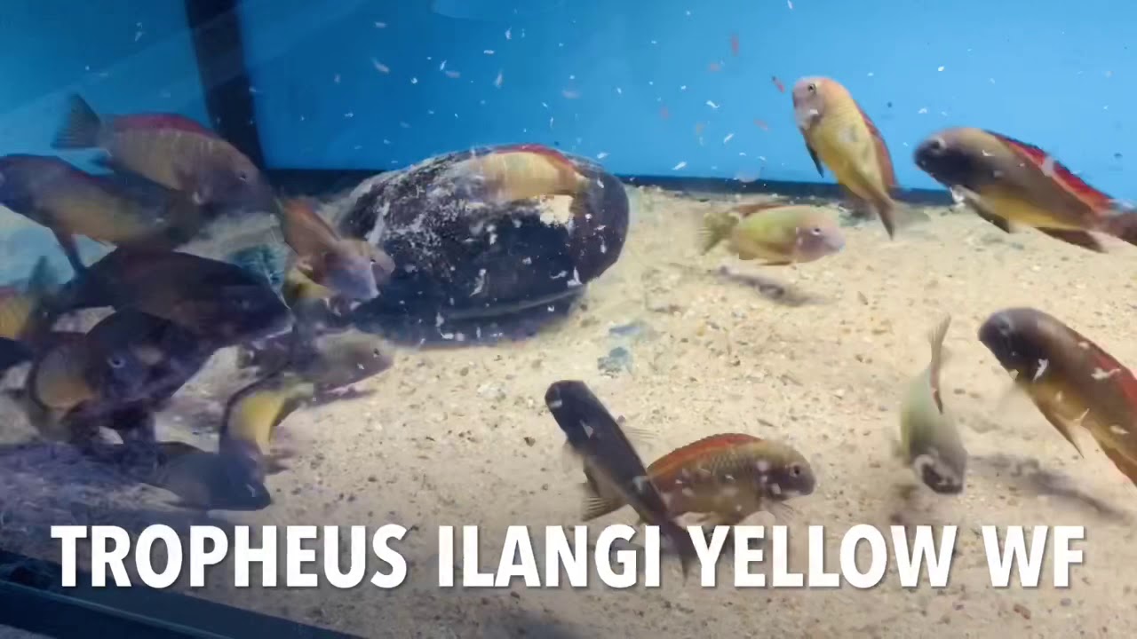 Tropheus Ilangi yellow WF