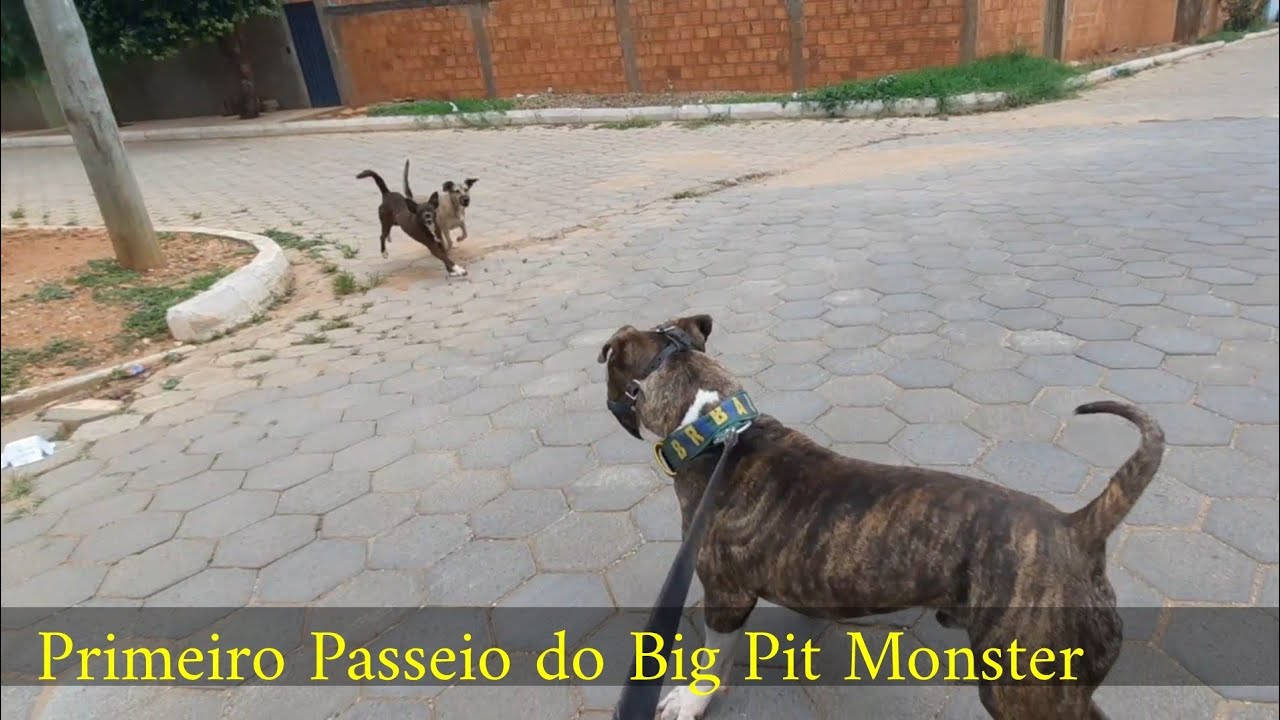 BIG PIT MONSTER PRIMEIRO DIA DE FOCINHEIRA E PASSEIO AQUI NA RUA BORA VER A REAÇÃO