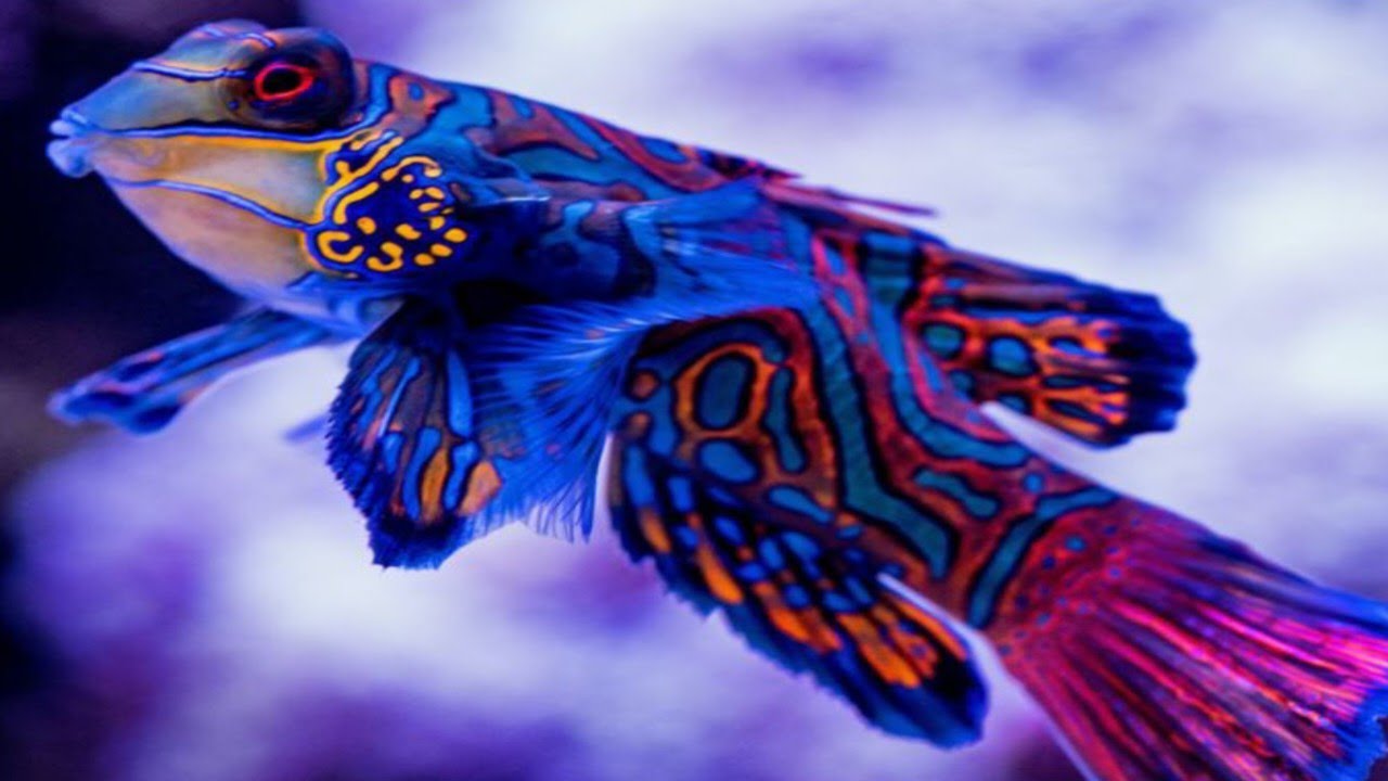 The Mesmerizing Beauty of the Mandarin Fish 🐠